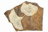 Two Fossil Ginkgo Leaves From North Dakota - Paleocene #262616-1